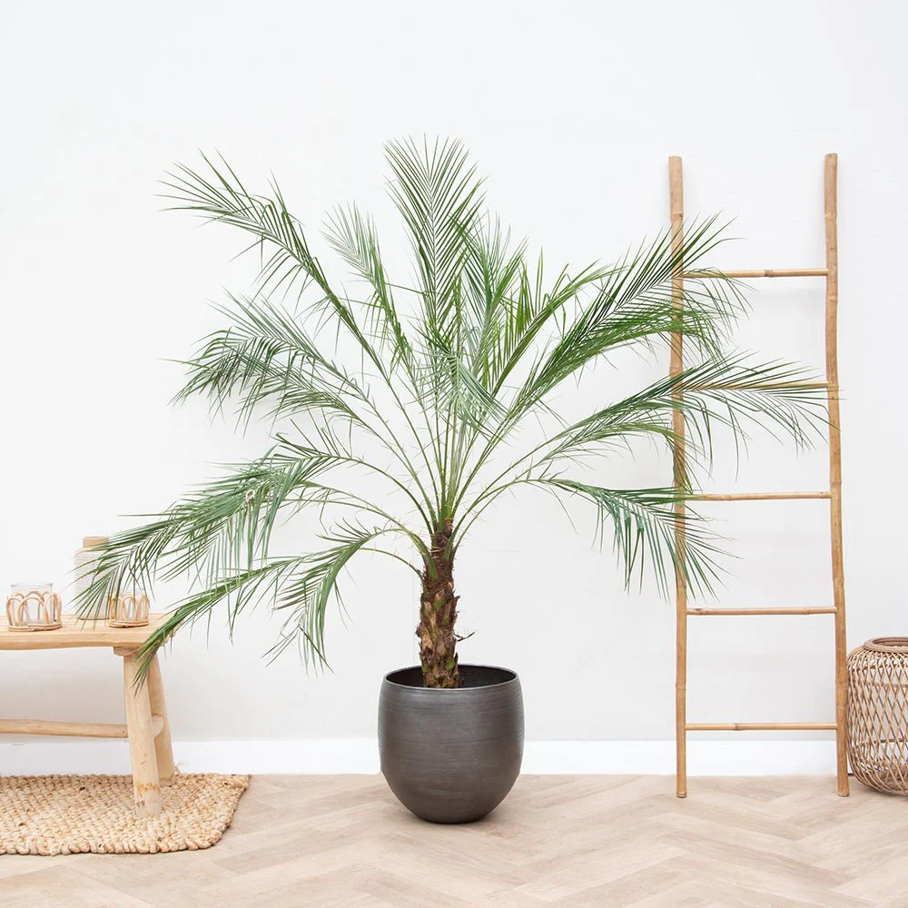 Palmier Curmal Pitic de apartament, Phoenix Roebelenii, palmier pitic decorativ de interior si terasa - Image 3