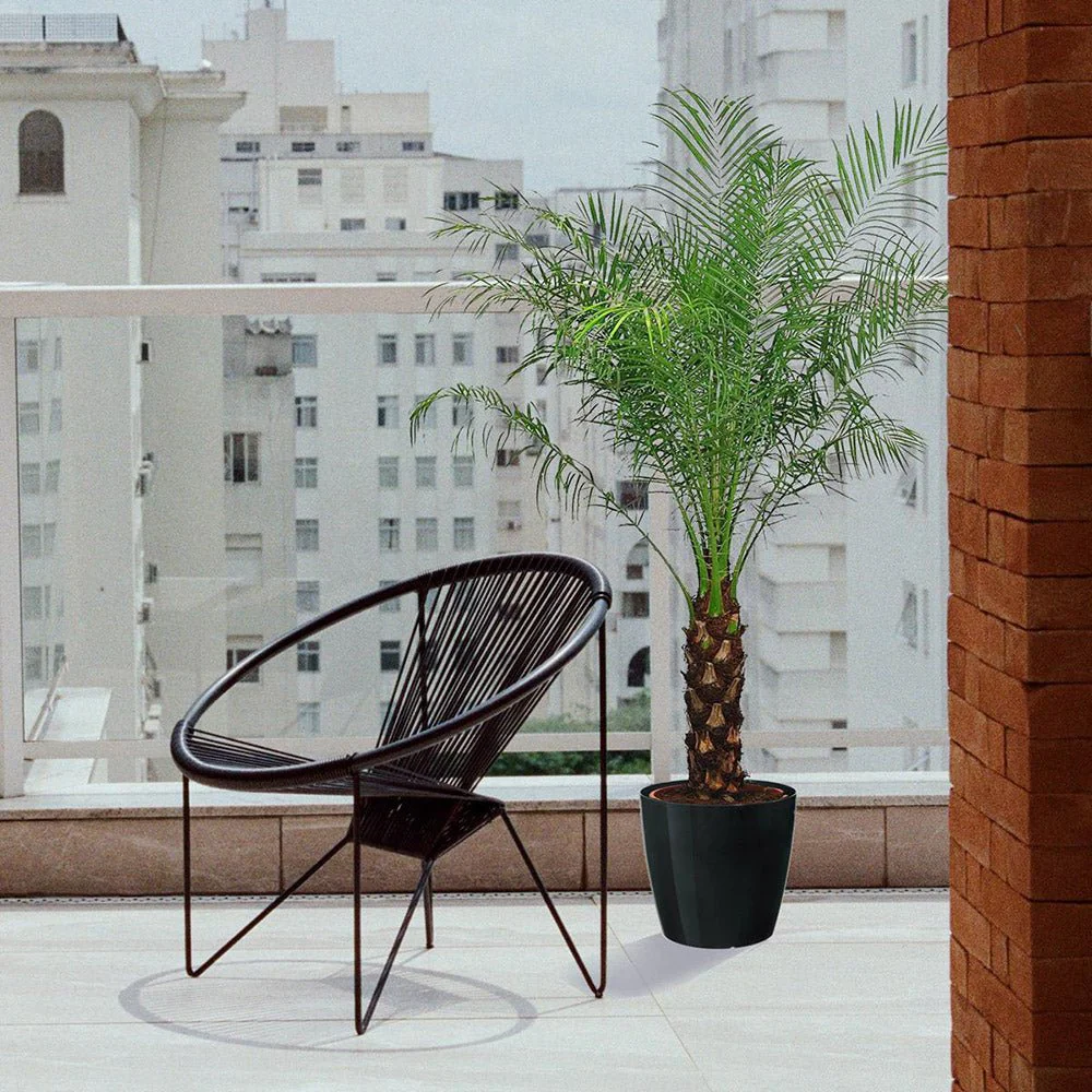 Palmier Curmal Pitic de apartament, Phoenix Roebelenii, palmier pitic decorativ de interior si terasa - Image 4