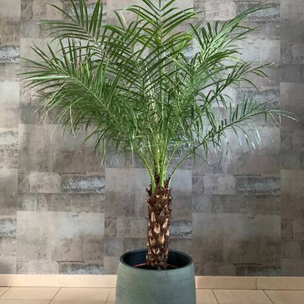 Palmier Curmal Pitic de apartament, Phoenix Roebelenii, palmier pitic decorativ de interior si terasa - Image 5