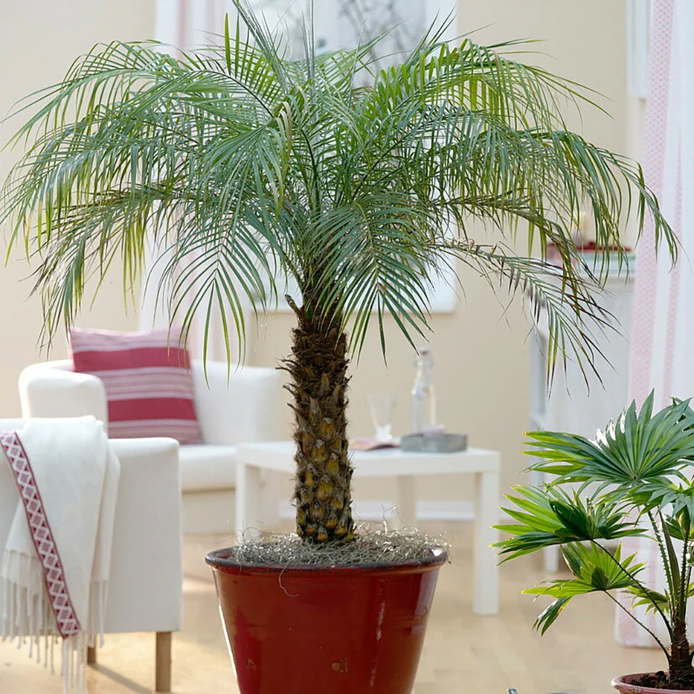 Palmier Curmal Pitic de apartament, Phoenix Roebelenii, palmier pitic decorativ de interior si terasa - Image 6