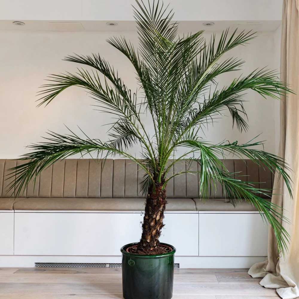 Palmier Curmal Pitic de apartament, Phoenix Roebelenii, palmier pitic decorativ de interior si terasa - Image 7
