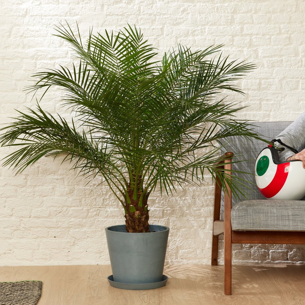 Palmier Curmal Pitic de apartament, Phoenix Roebelenii, palmier pitic decorativ de interior si terasa - Image 8