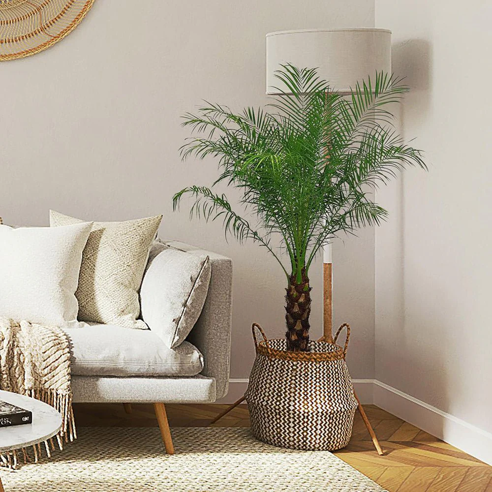 Palmier Curmal Pitic de apartament, Phoenix Roebelenii, palmier pitic decorativ de interior si terasa - Image 9