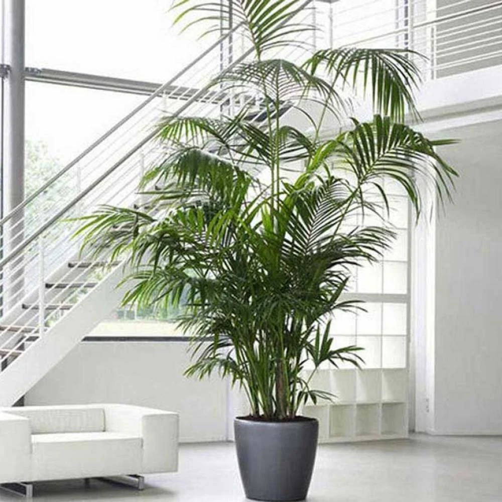 Palmier Kentia (Howea Forsteriana), 170 cm, planta de interior eleganta, purificatoare de aer, usor de intretinut - Image 10