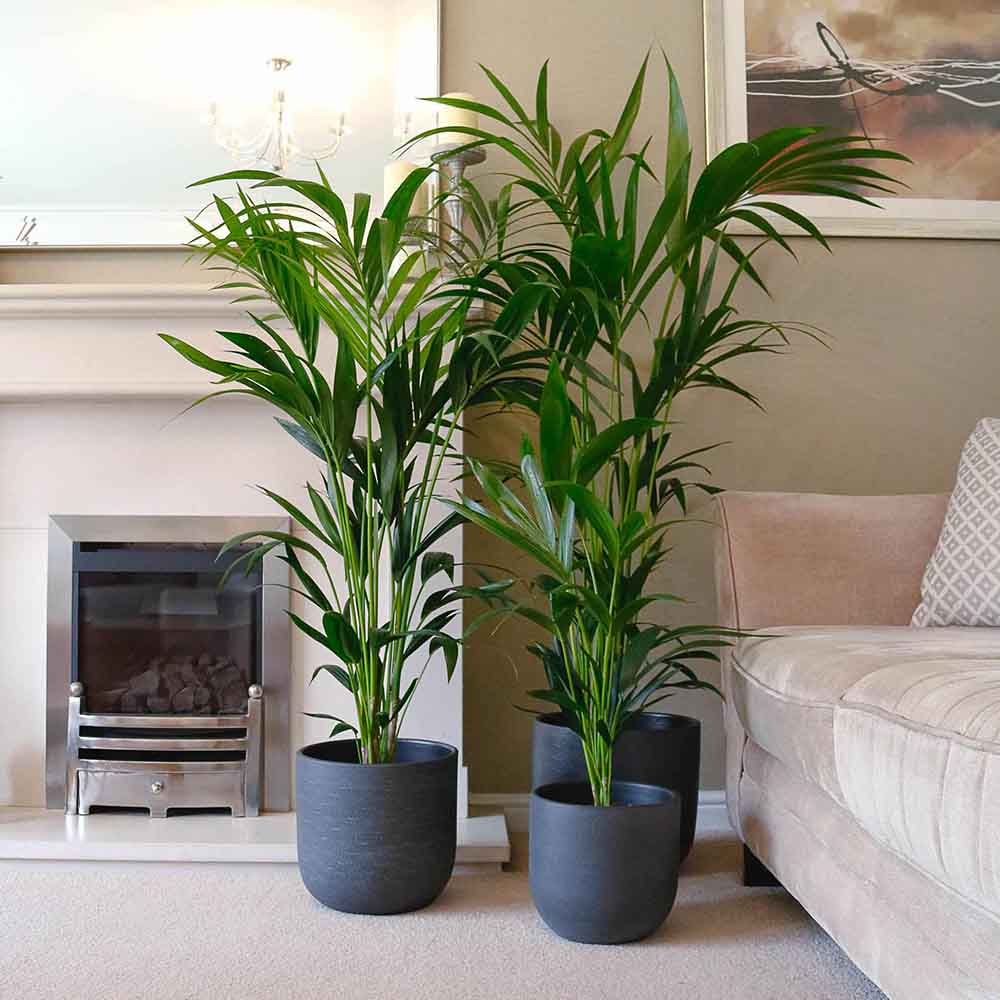 Palmier Kentia (Howea Forsteriana), 170 cm, planta de interior eleganta, purificatoare de aer, usor de intretinut - Image 11