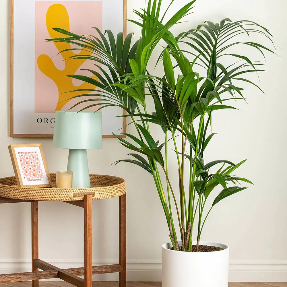 Palmier Kentia (Howea Forsteriana), 170 cm, planta de interior eleganta, purificatoare de aer, usor de intretinut - Image 13