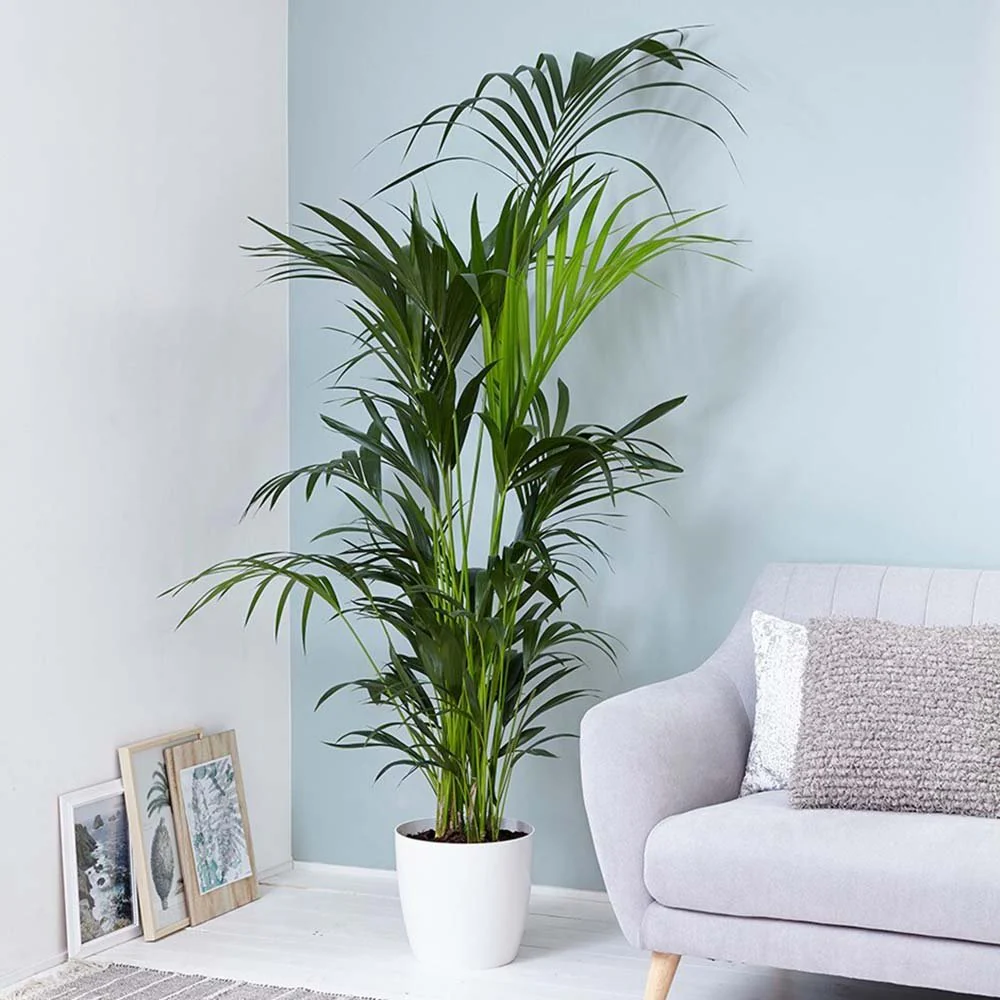 Palmier Kentia (Howea Forsteriana), 170 cm, planta de interior eleganta, purificatoare de aer, usor de intretinut - Image 5