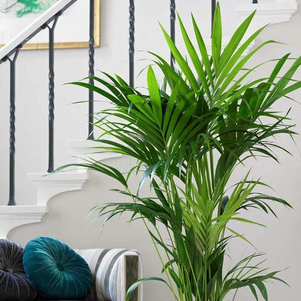 Palmier Kentia (Howea Forsteriana), 180 cm, planta de interior eleganta, purificatoare de aer, usor de intretinut - Image 10