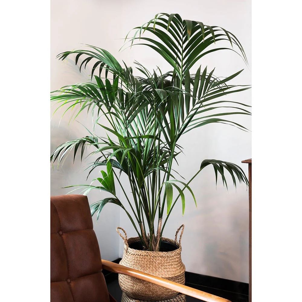 Palmier Kentia (Howea Forsteriana), 180 cm, planta de interior eleganta, purificatoare de aer, usor de intretinut - Image 3