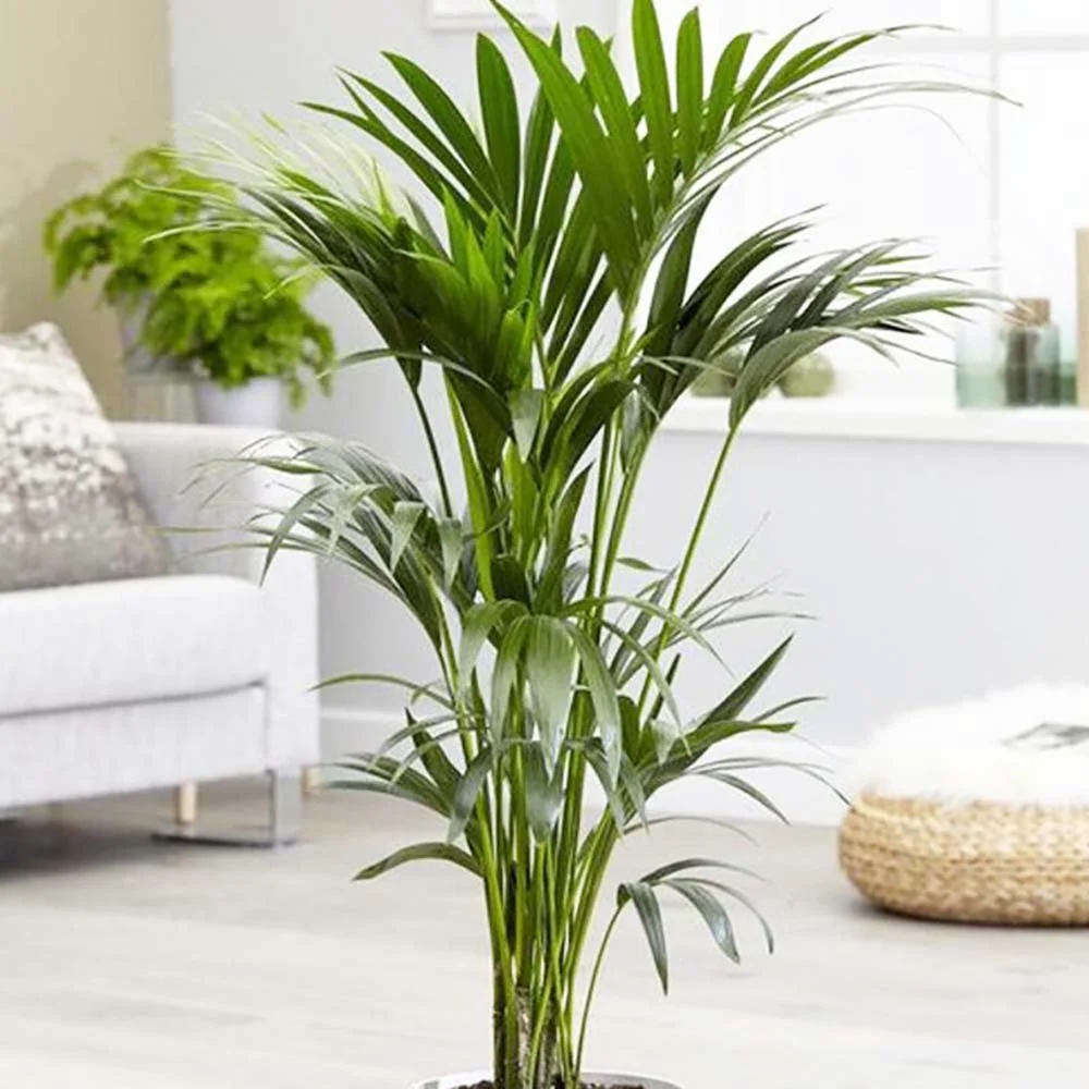 Palmier Kentia (Howea Forsteriana), 180 cm, planta de interior eleganta, purificatoare de aer, usor de intretinut - Image 6