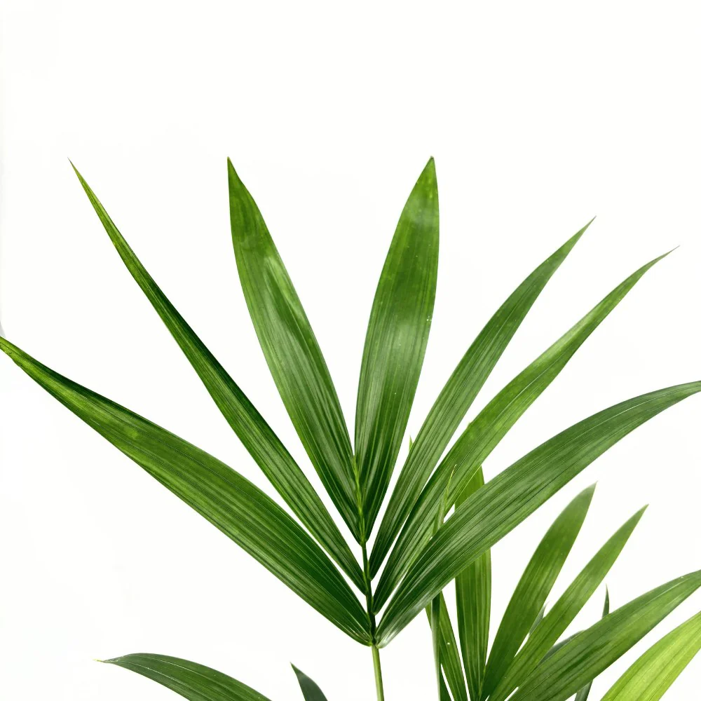Palmier Kentia (Howea Forsteriana), 100 cm, planta de interior eleganta, purificatoare de aer, usor de intretinut - Image 15