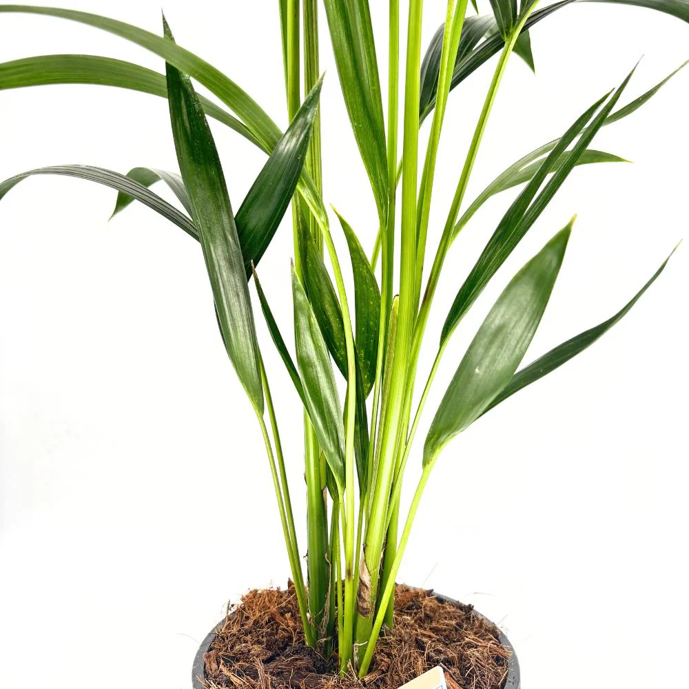 Palmier Kentia (Howea Forsteriana), 100 cm, planta de interior eleganta, purificatoare de aer, usor de intretinut - Image 16
