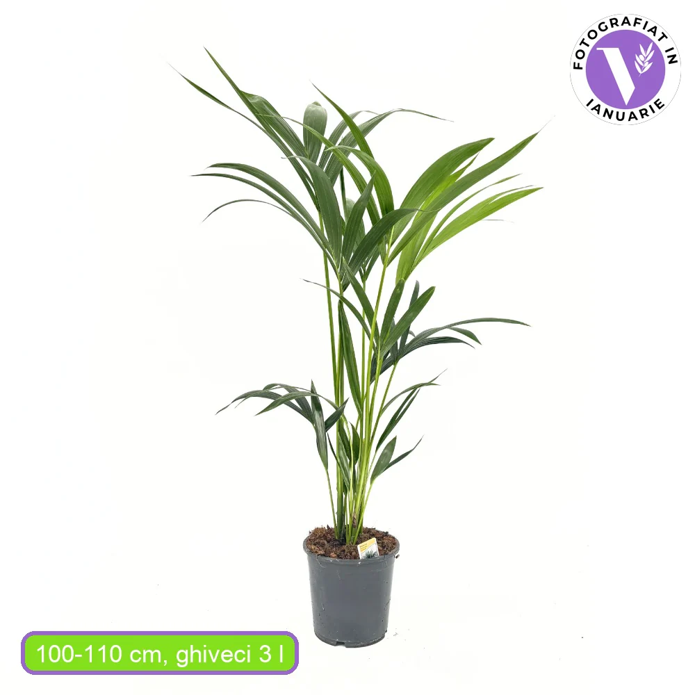Palmier Kentia (Howea Forsteriana), 100 cm, planta de interior eleganta, purificatoare de aer, usor de intretinut - Image 17