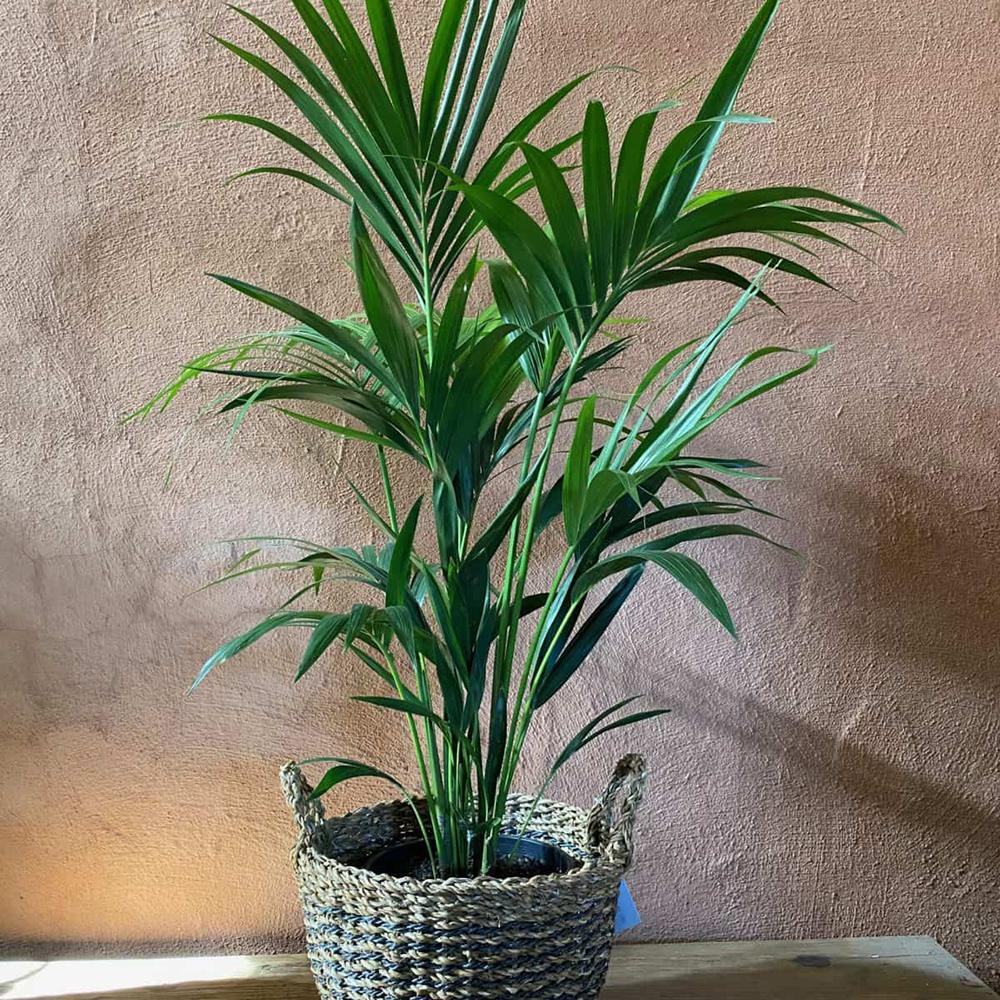 Palmier Kentia (Howea Forsteriana), 100 cm, planta de interior eleganta, purificatoare de aer, usor de intretinut - Image 3