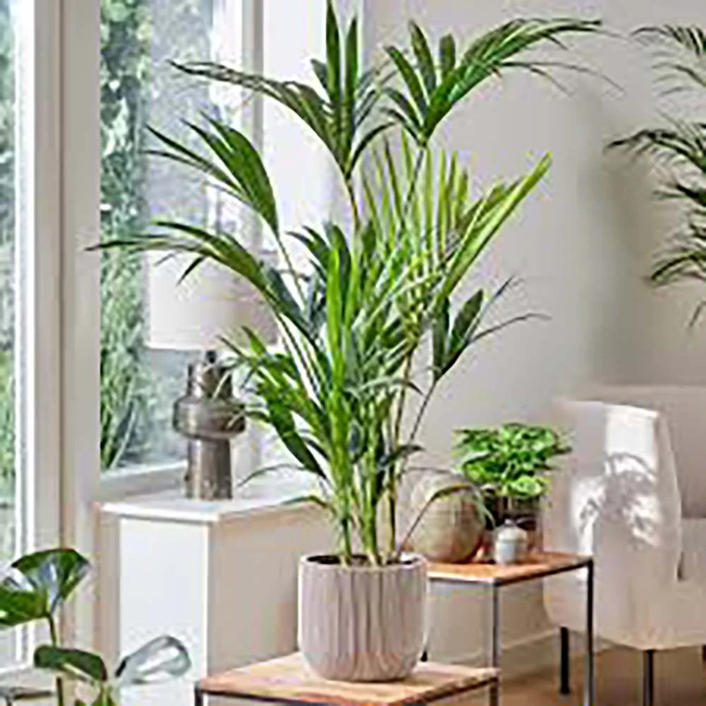 Palmier Kentia (Howea Forsteriana), 100 cm, planta de interior eleganta, purificatoare de aer, usor de intretinut - Image 4