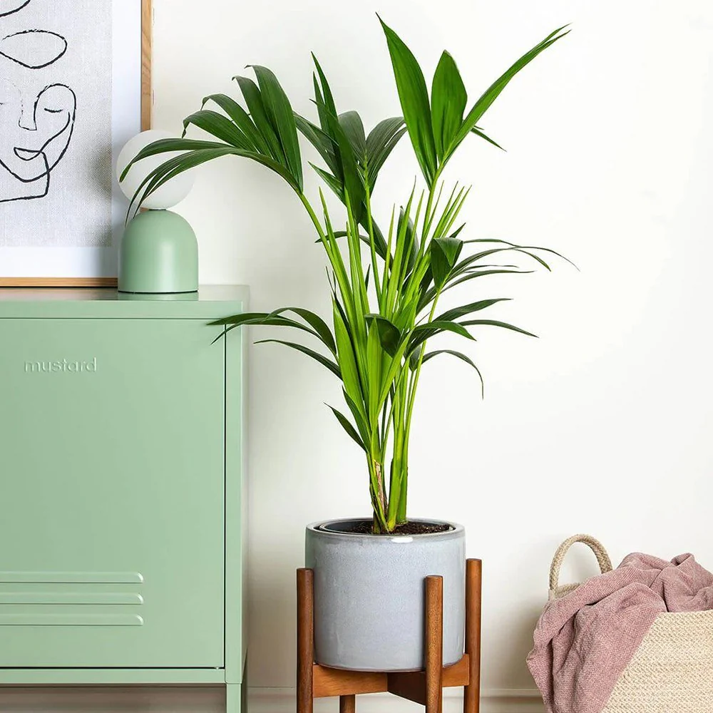 Palmier Kentia (Howea Forsteriana), 100 cm, planta de interior eleganta, purificatoare de aer, usor de intretinut - Image 5