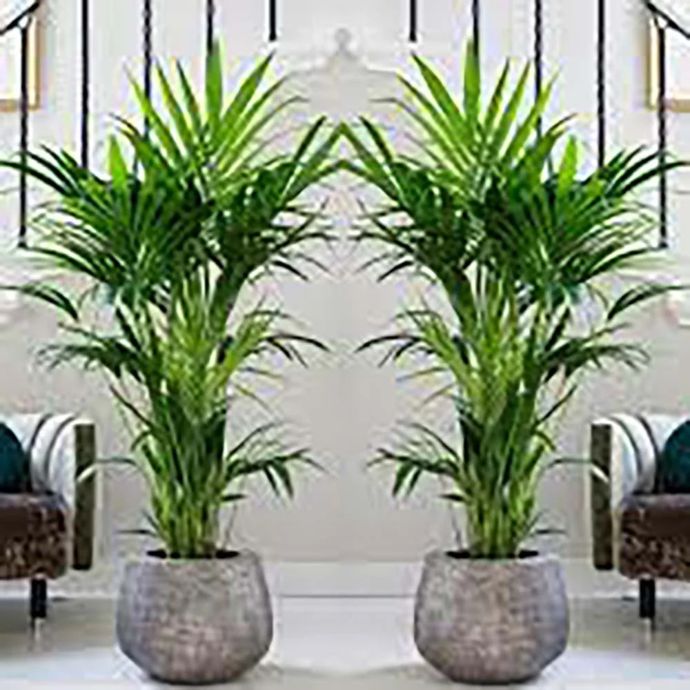 Palmier Kentia (Howea Forsteriana), 100 cm, planta de interior eleganta, purificatoare de aer, usor de intretinut - Image 6