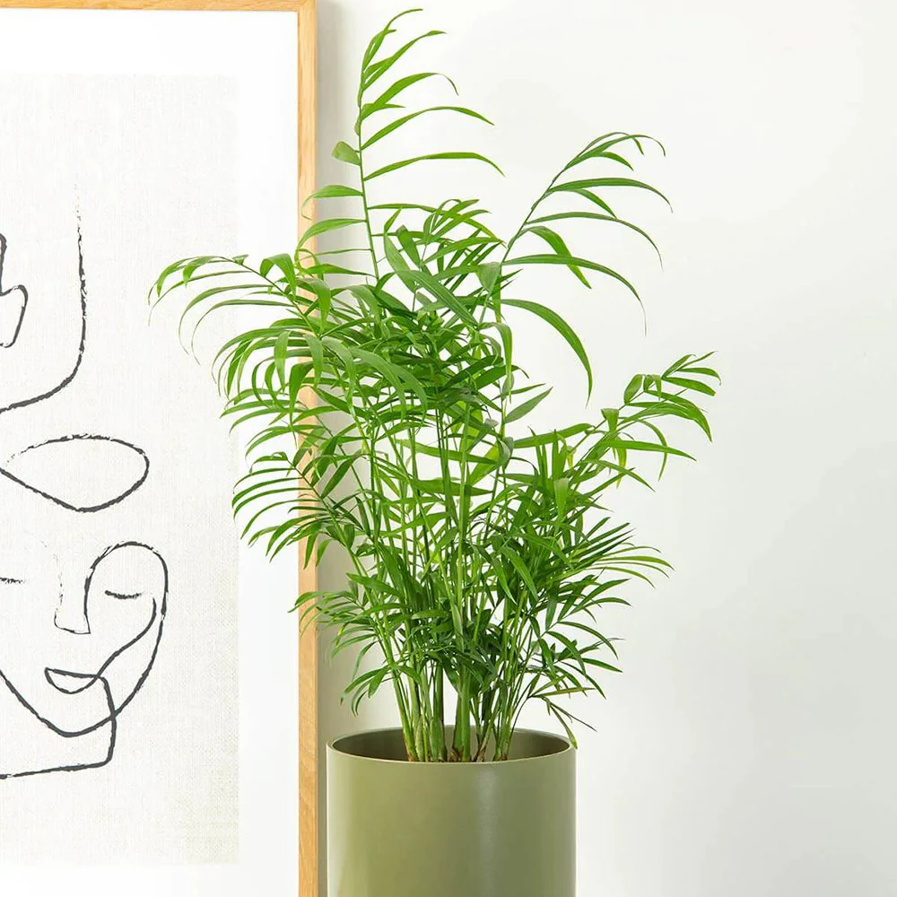 Palmier Pitic (Chamaedorea Elegans), 65 cm, planta de interior, aer curat, intretinere redusa - Image 11