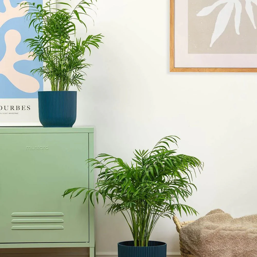 Palmier Pitic (Chamaedorea Elegans), 65 cm, planta de interior, aer curat, intretinere redusa - Image 14