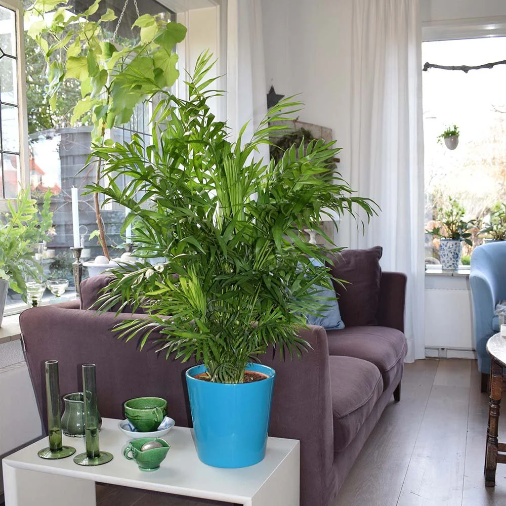 Palmier Pitic (Chamaedorea Elegans), 65 cm, planta de interior, aer curat, intretinere redusa - Image 7