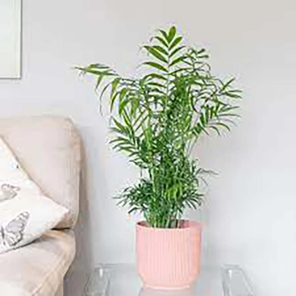 Palmier Pitic (Chamaedorea Elegans), 65 cm, planta de interior, aer curat, intretinere redusa - Image 8