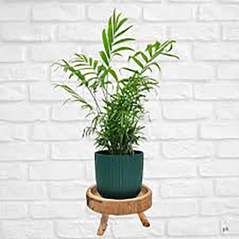 Palmier Pitic (Chamaedorea Elegans), 65 cm, planta de interior, aer curat, intretinere redusa - Image 9