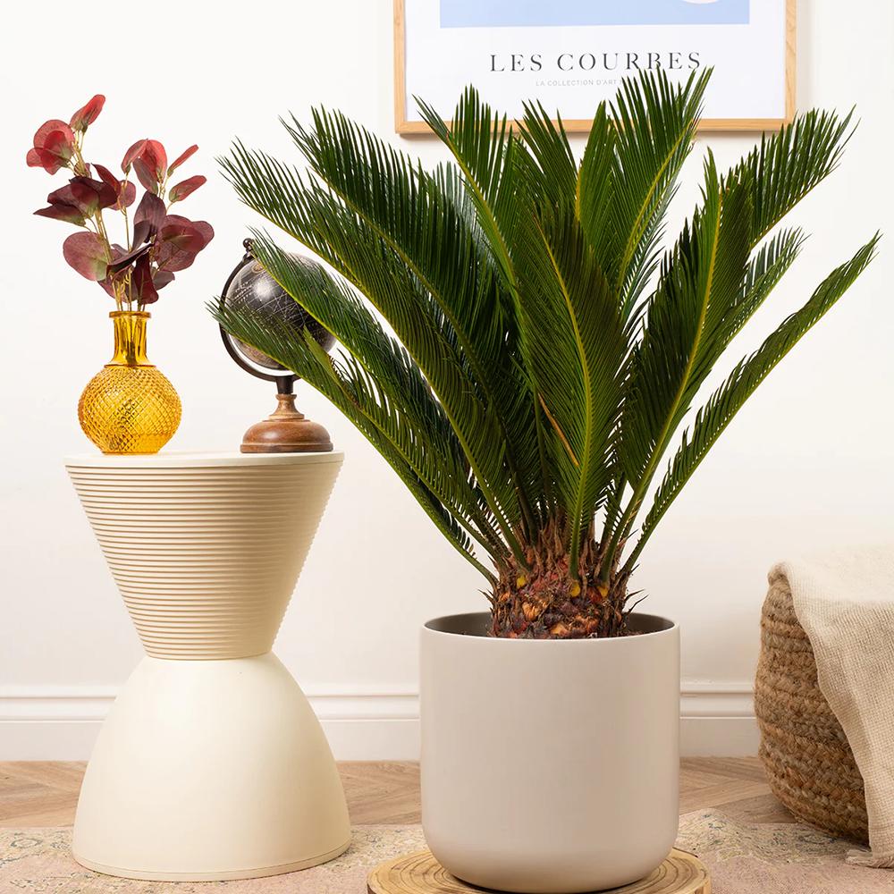Palmier Sagotier Japonez Cycas Revoluta, planta de interior exotica cu frunze verzi rigide, decor tropical pentru casa - 60-65 cm - Image 11