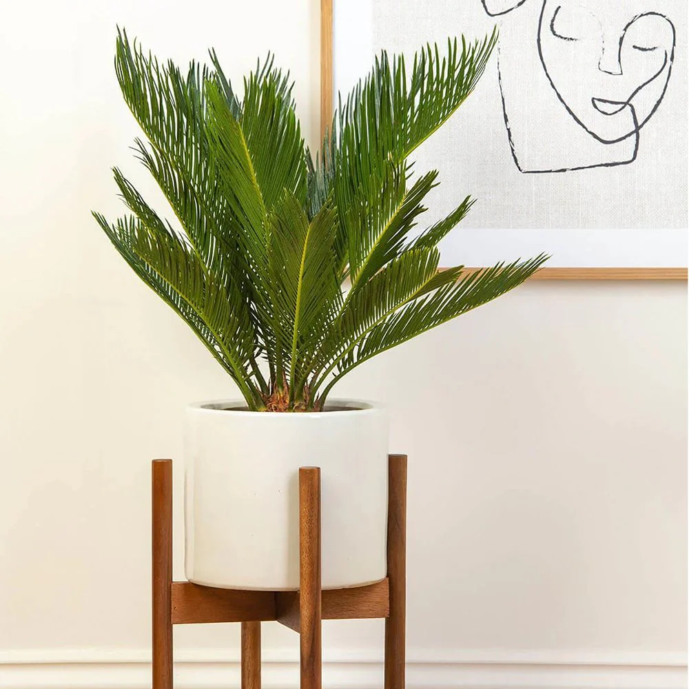 Palmier Sagotier Japonez Cycas Revoluta, planta de interior exotica cu frunze verzi rigide, decor tropical pentru casa - 60-65 cm - Image 13
