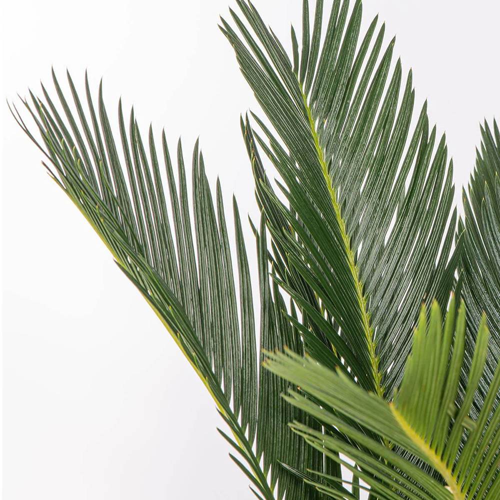 Palmier Sagotier Japonez Cycas Revoluta, planta de interior exotica cu frunze verzi rigide, decor tropical pentru casa - 60-65 cm - Image 15