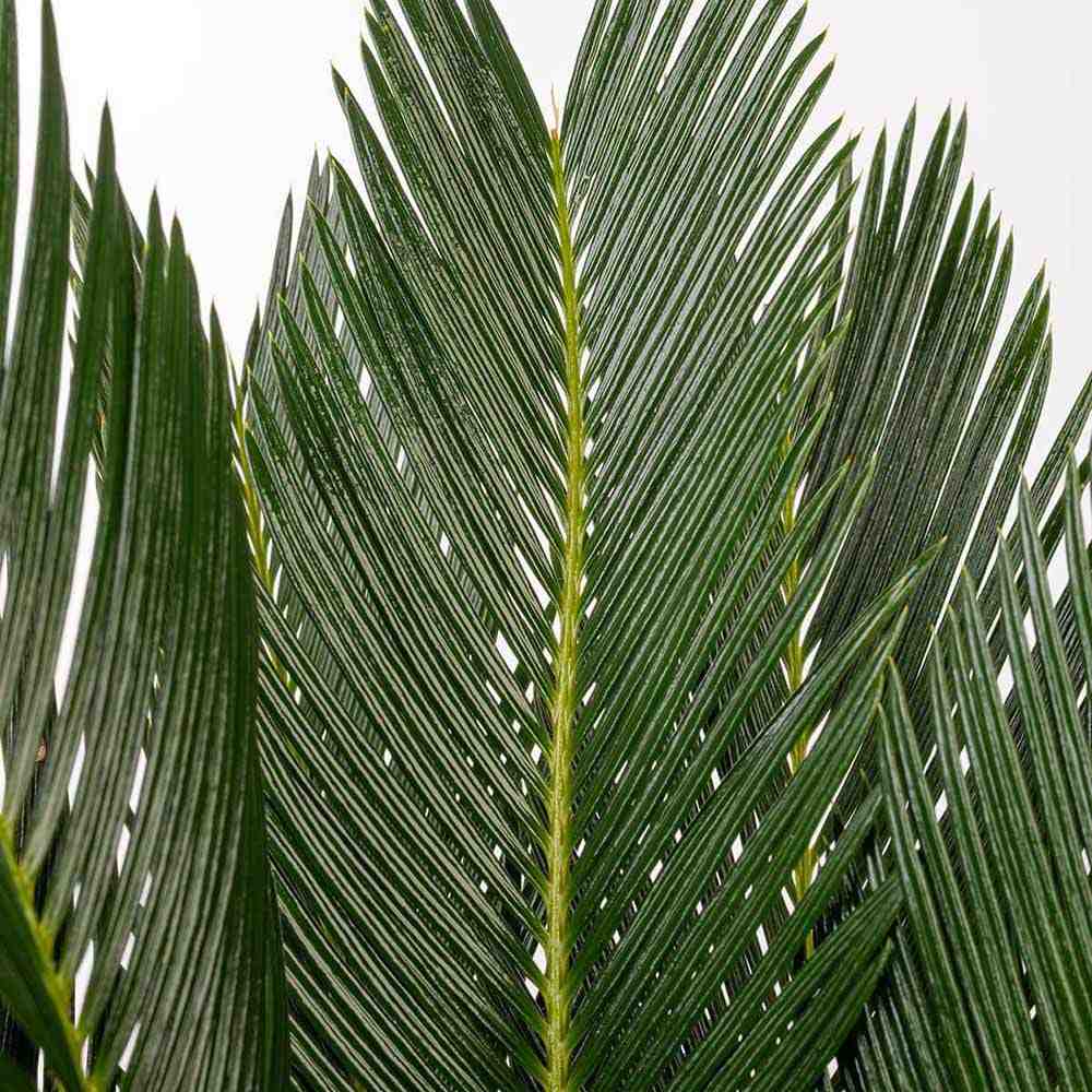 Palmier Sagotier Japonez Cycas Revoluta, planta de interior exotica cu frunze verzi rigide, decor tropical pentru casa - 60-65 cm - Image 16