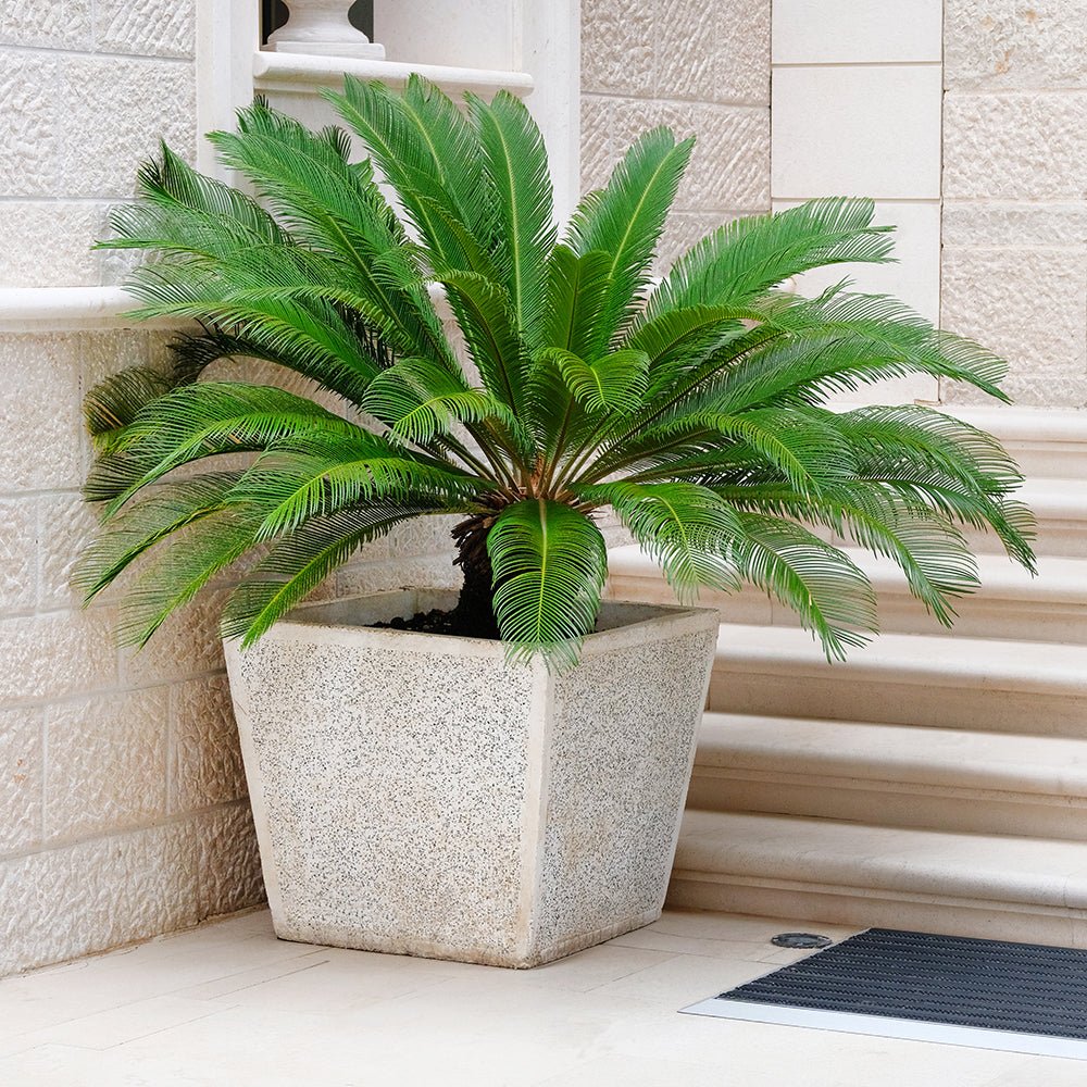 Palmier Sagotier Japonez Cycas Revoluta, planta de interior exotica cu frunze verzi rigide, decor tropical pentru casa - 60-65 cm - Image 3