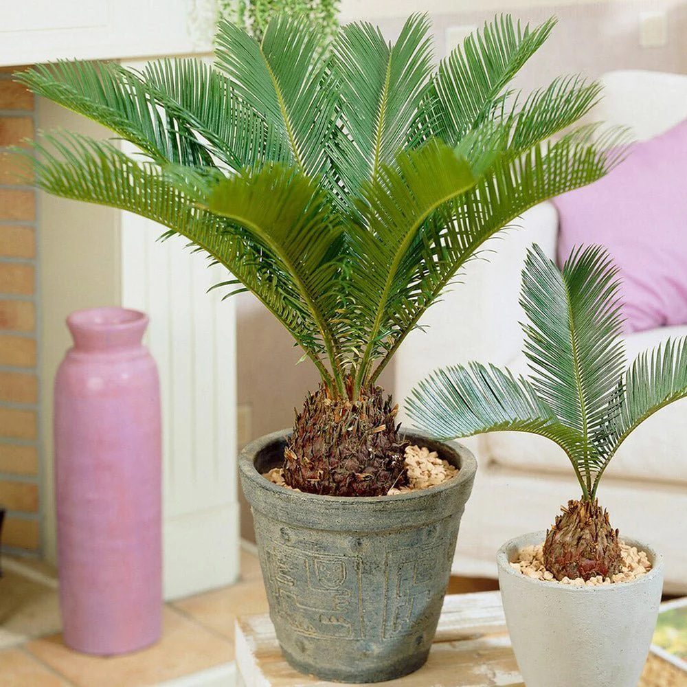 Palmier Sagotier Japonez Cycas Revoluta, planta de interior exotica cu frunze verzi rigide, decor tropical pentru casa - 60-65 cm - Image 5