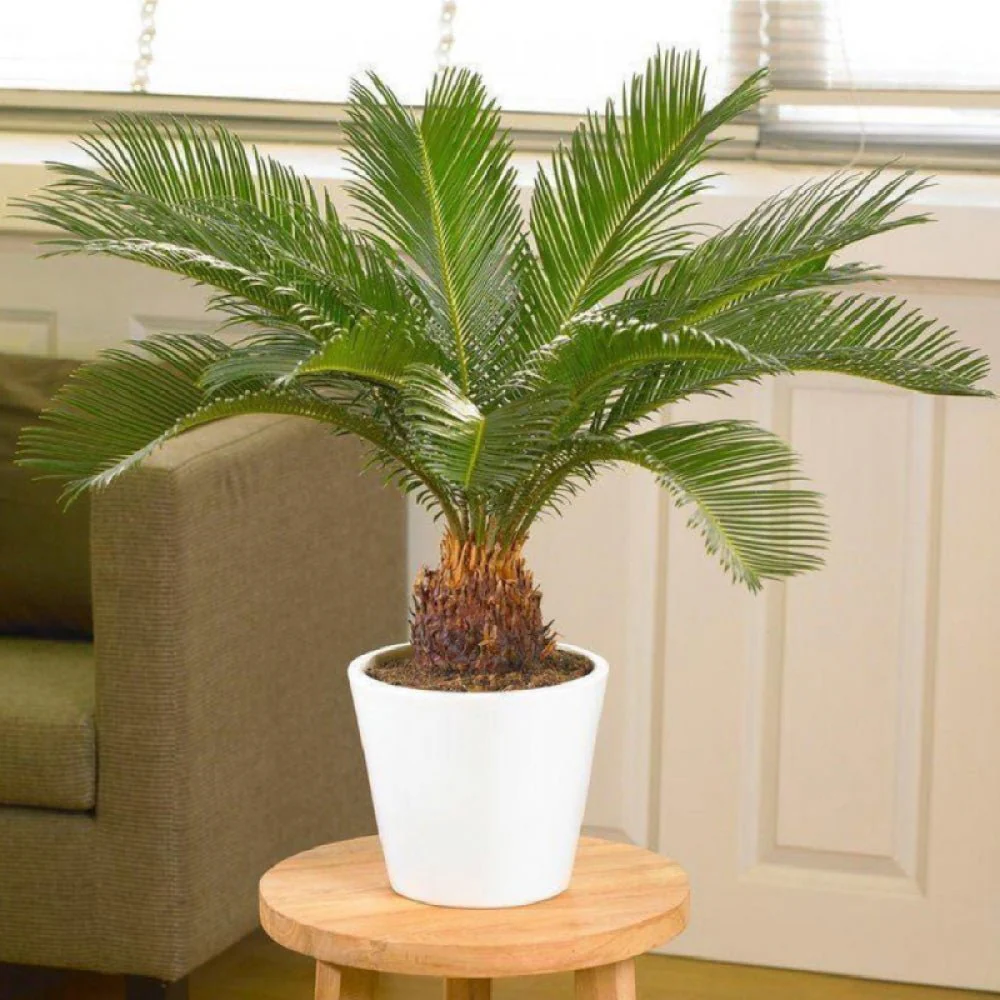 Palmier Sagotier Japonez Cycas Revoluta, planta de interior exotica cu frunze verzi rigide, decor tropical pentru casa - 60-65 cm - Image 7