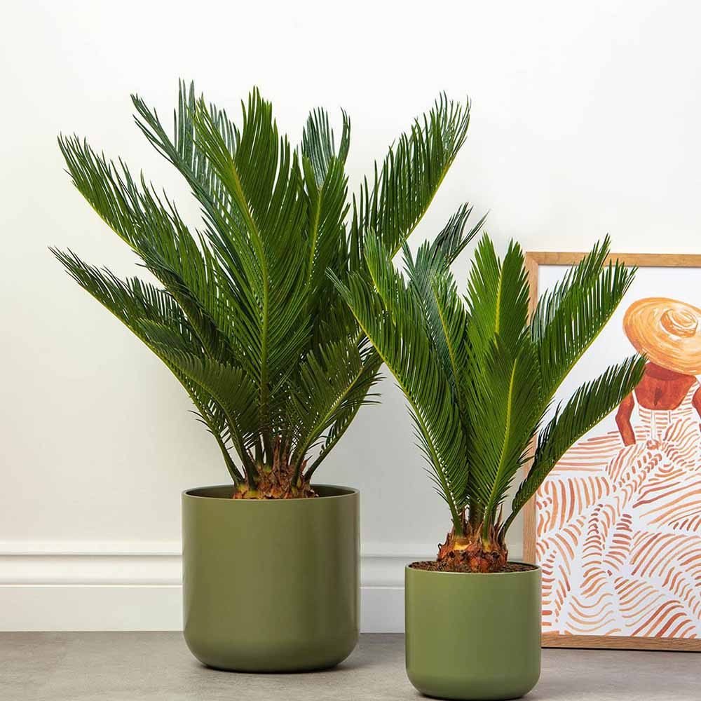 Palmier Sagotier Japonez Cycas Revoluta, planta de interior exotica cu frunze verzi rigide, decor tropical pentru casa - 60-65 cm - Image 9