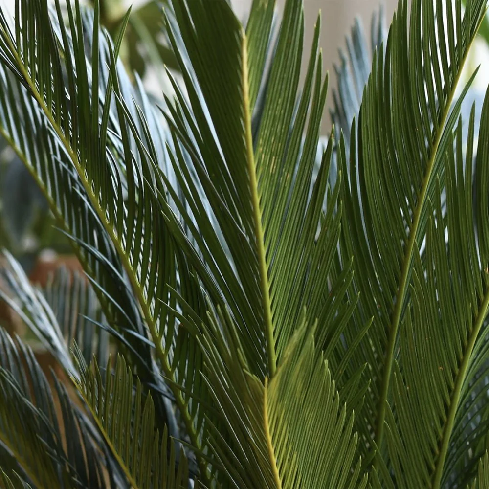 Palmier Sagotier Japonez Cycas Revoluta, planta de interior exotica cu frunze verzi rigide, decor tropical pentru casa - 80 cm - Image 4