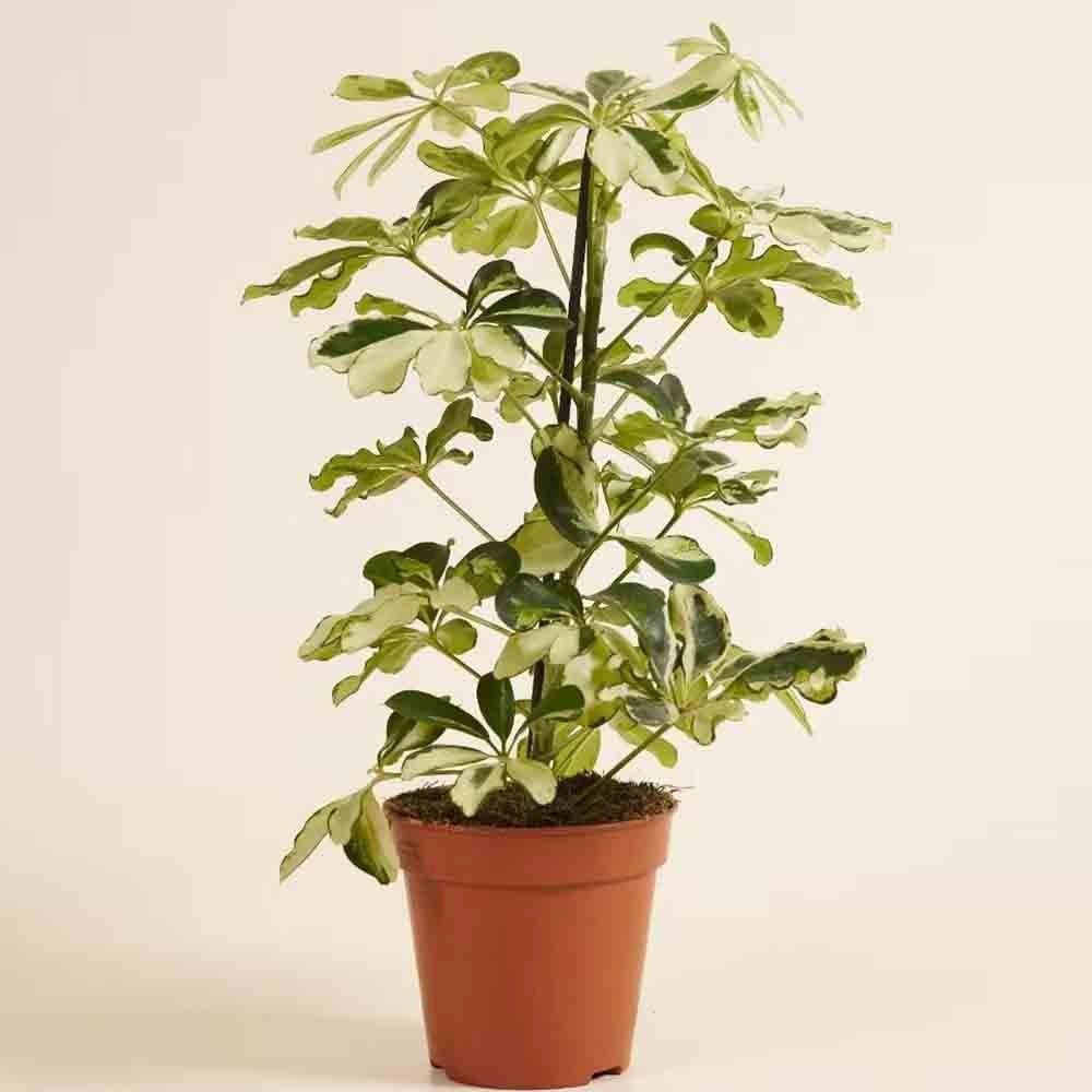 Palmierul Umbrela (Schefflera) Charlotte - 40-45 cm - Image 3