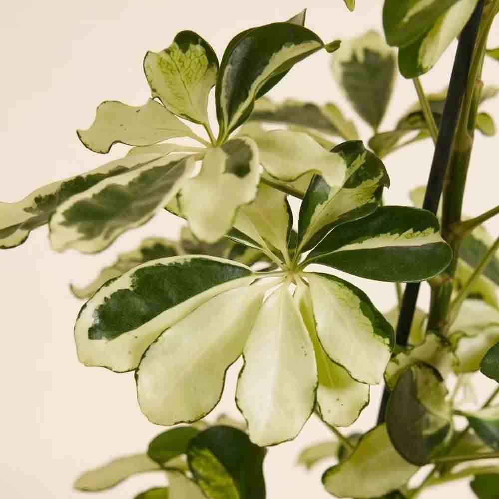 Palmierul Umbrela (Schefflera) Charlotte - 40-45 cm - Image 4