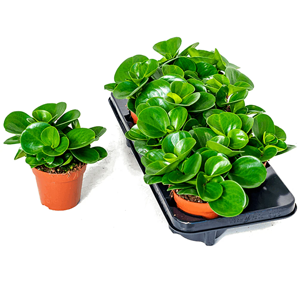 Peperomia Obtusifolia - 20 cm - Image 3