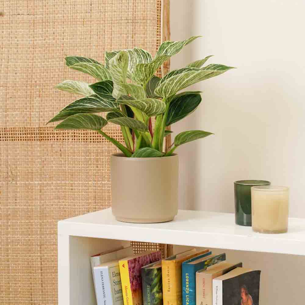 Philodendron White Wave, 30 cm, planta de interior decorativa cu frunze albe si verzi, aspect tropical elegant - Image 3