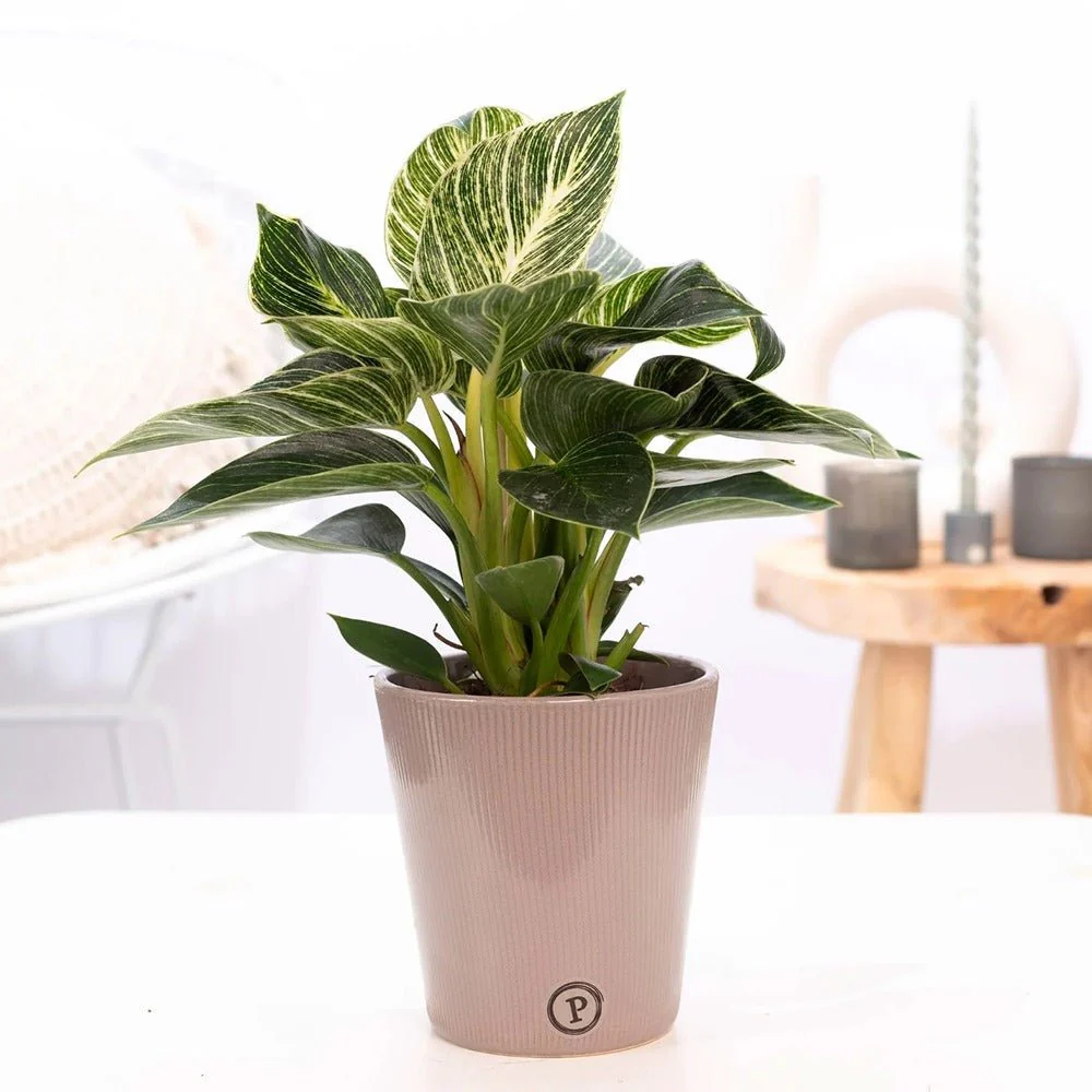 Philodendron White Wave, 30 cm, planta de interior decorativa cu frunze albe si verzi, aspect tropical elegant - Image 4