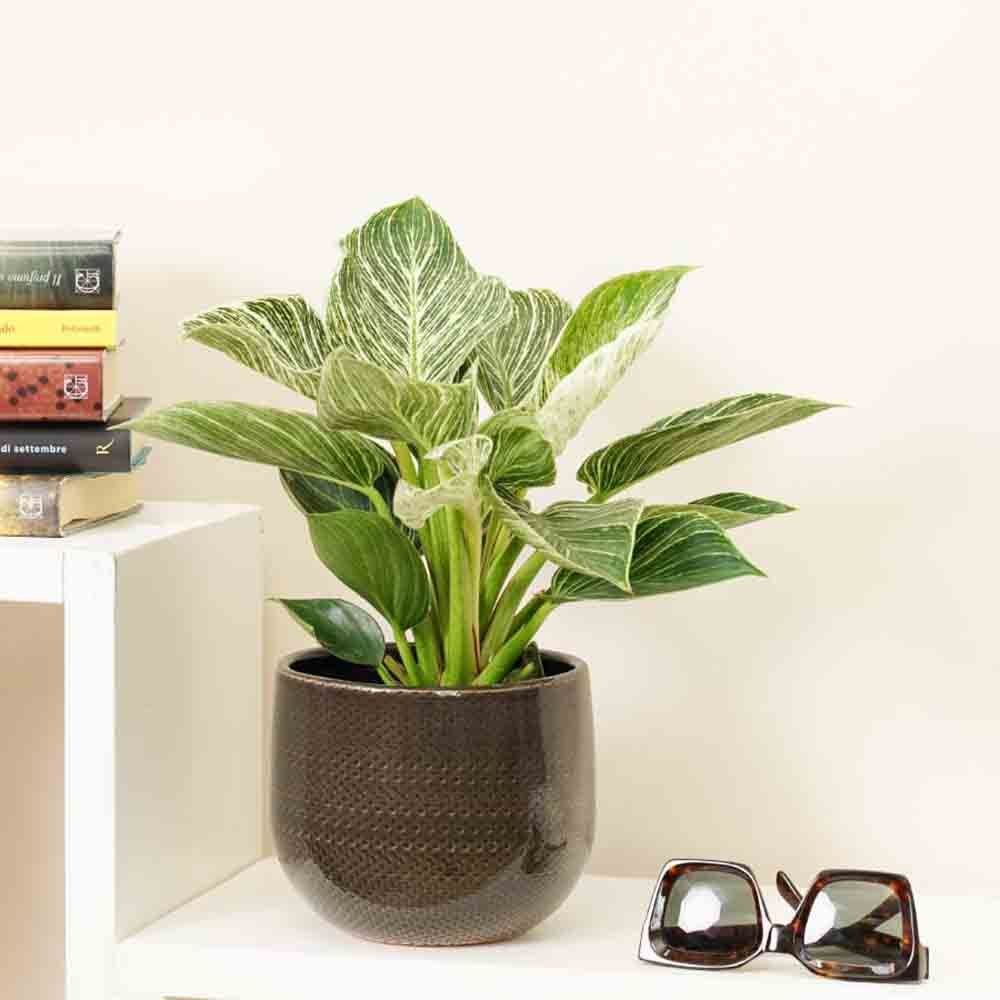 Philodendron White Wave, 30 cm, planta de interior decorativa cu frunze albe si verzi, aspect tropical elegant - Image 5