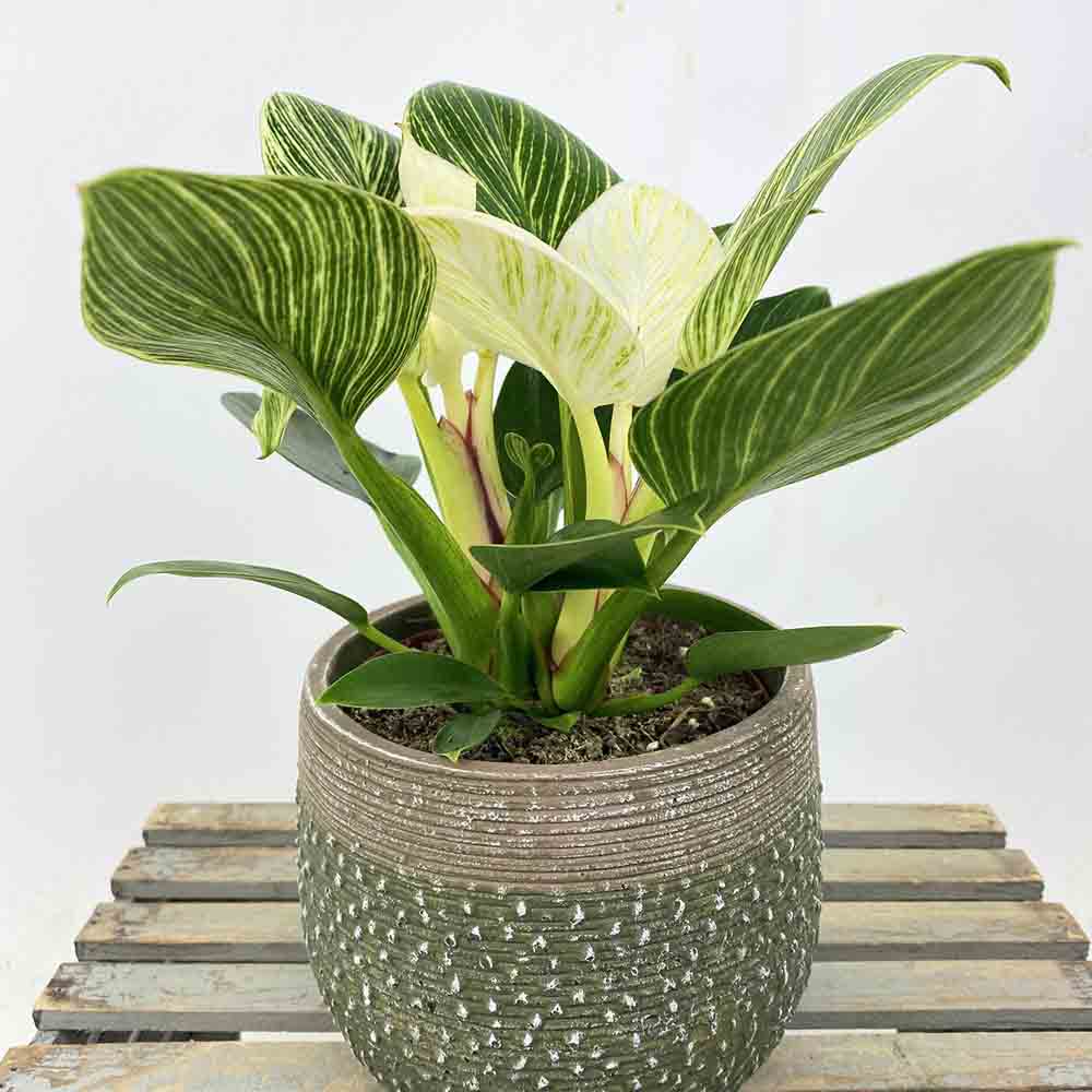 Philodendron White Wave, 30 cm, planta de interior decorativa cu frunze albe si verzi, aspect tropical elegant - Image 6