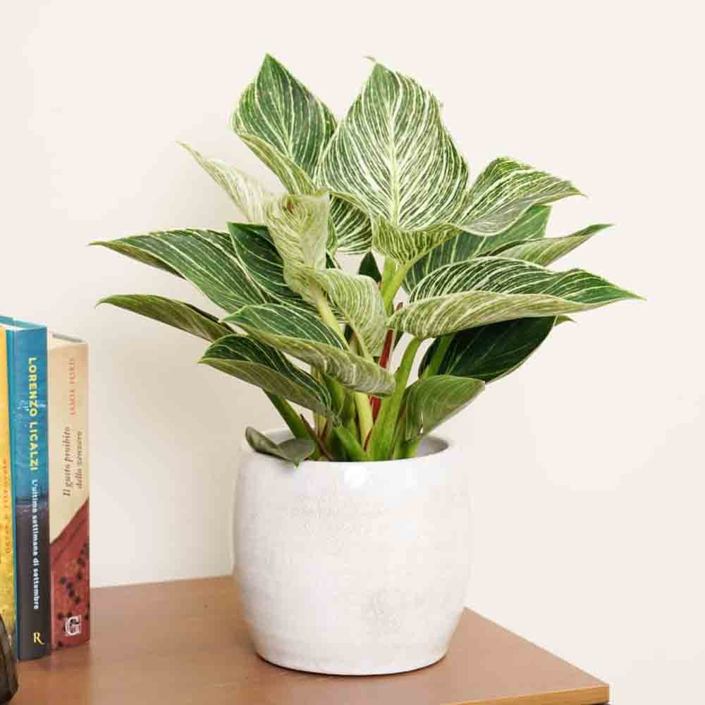 Philodendron White Wave, 30 cm, planta de interior decorativa cu frunze albe si verzi, aspect tropical elegant - Image 7