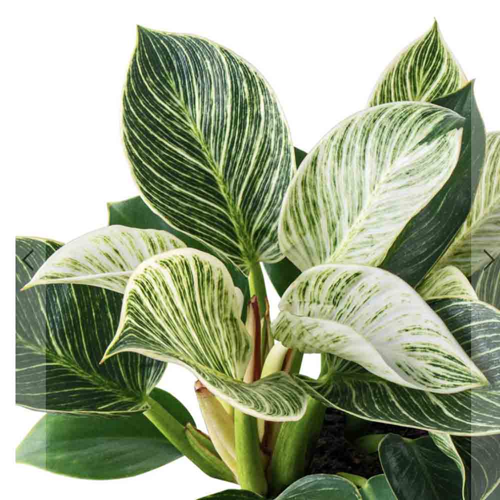 Philodendron White Wave, 30 cm, planta de interior decorativa cu frunze albe si verzi, aspect tropical elegant - Image 8