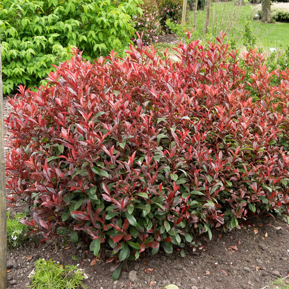 Photinia Carre Rouge, gard viu rosu vesnic verde - Image 5
