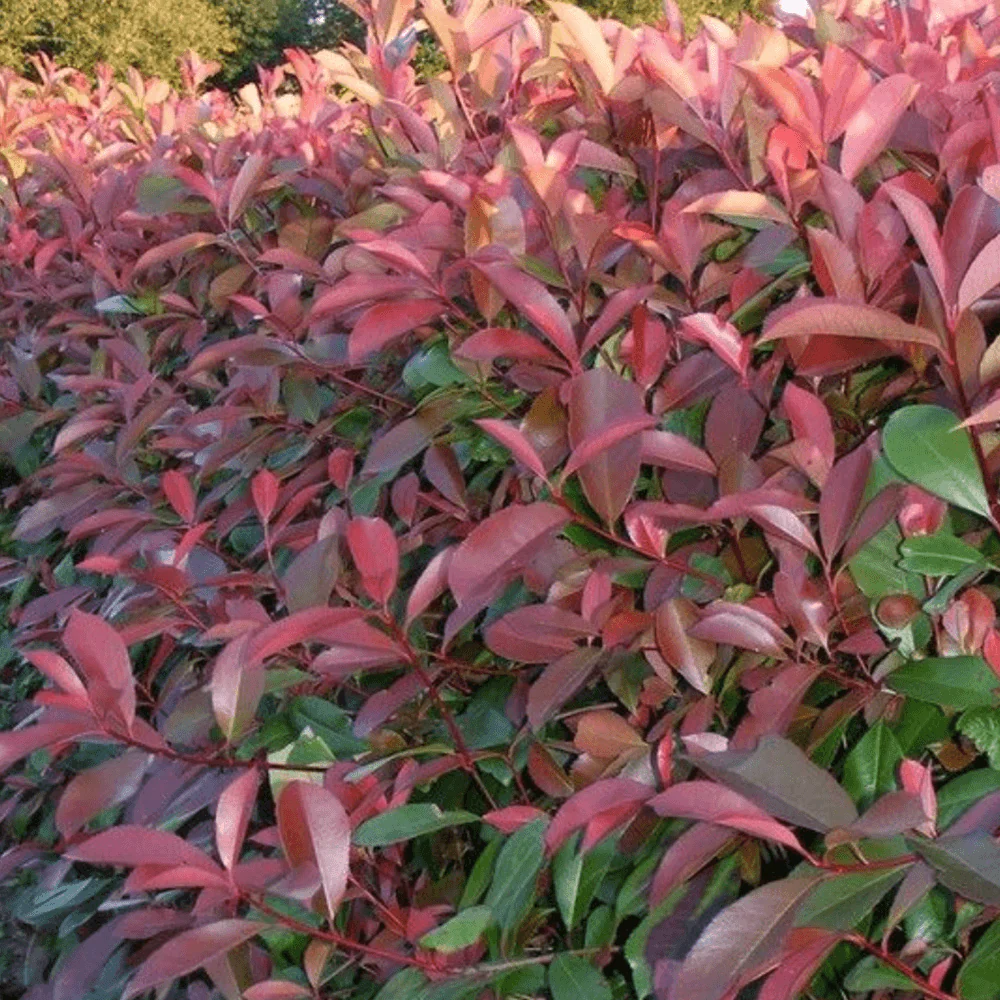 Photinia Carre Rouge, gard viu rosu vesnic verde - Image 6
