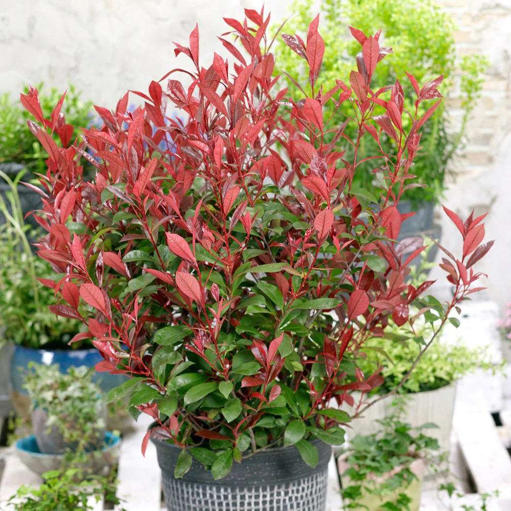 Photinia Carre Rouge, gard viu rosu vesnic verde - Image 7