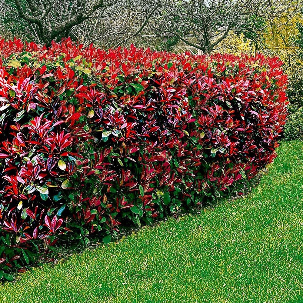 Photinia Carre Rouge Con Piramidal, piramida, frunzis rosu intens, planta decorativa, rezistenta frig -15°C - Image 3