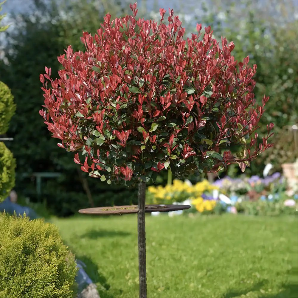 Photinia