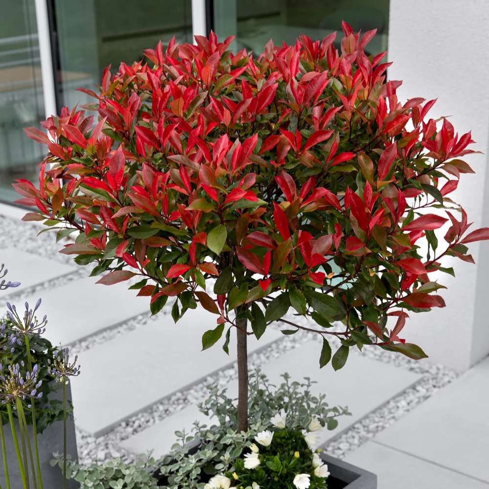 Photinia Carre Rouge tip copacel, ornamental cu frunzis rosu intens, gradinii mici, ghiveci - Image 3